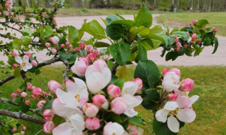 Äppelblommor, vitrosa på gren