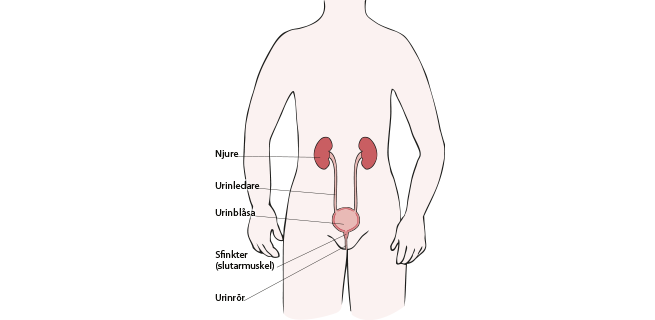 Illustration som visar njurar och urinvägar