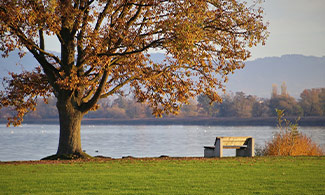 Träd och en bänk med utsikt över sjön